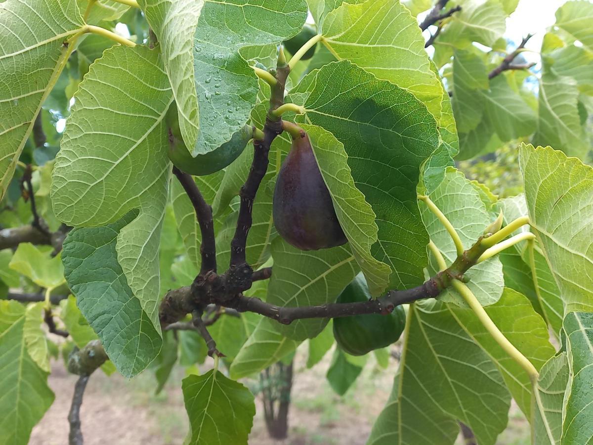 Quinta Da Peca Douro Vinhateiro Вила-Реал Экстерьер фото